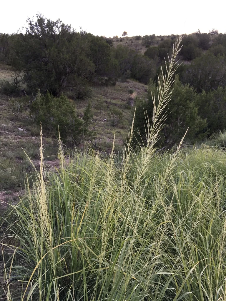 Sporobolus Wrightii