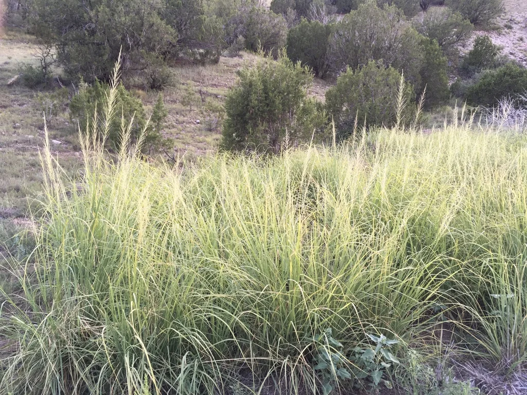 Sporobolus Wrightii