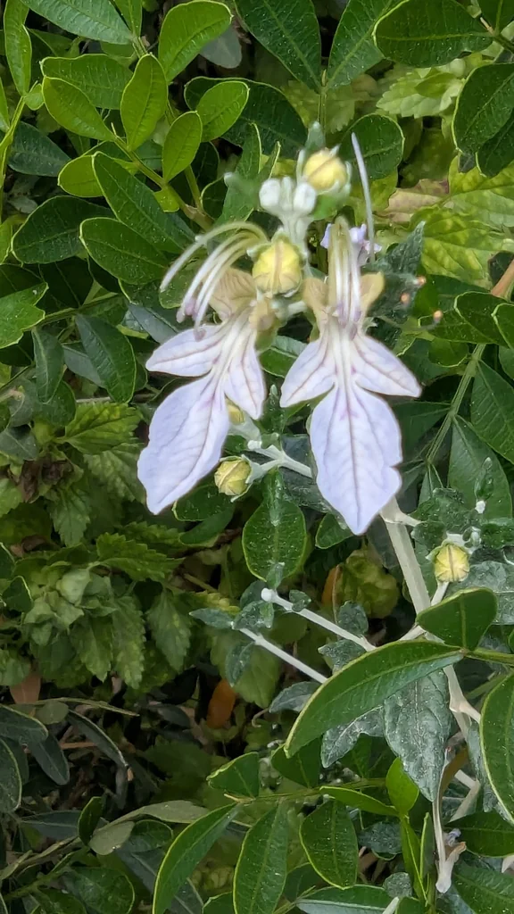 Teucrium Fruticans