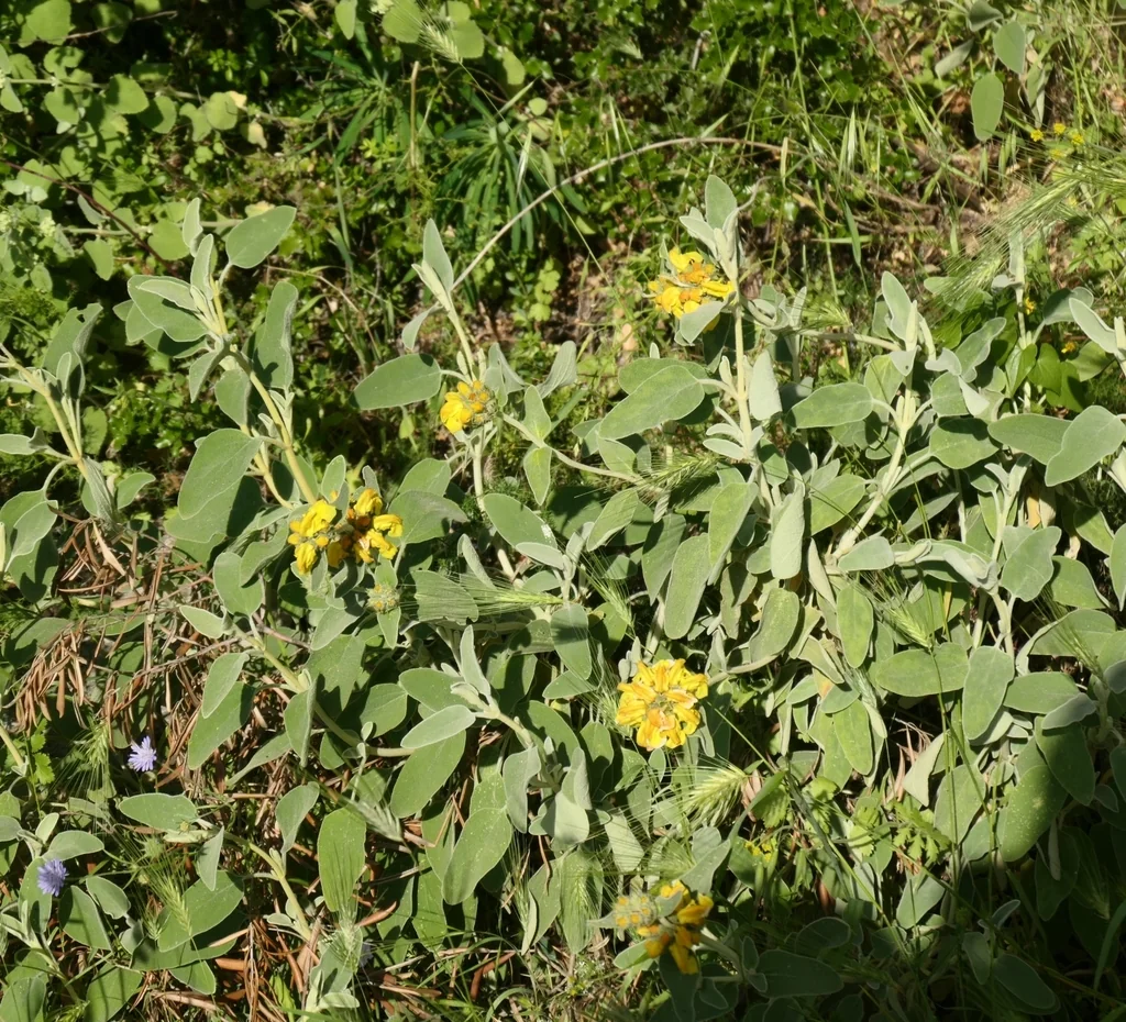 Phlomis Fruticosa