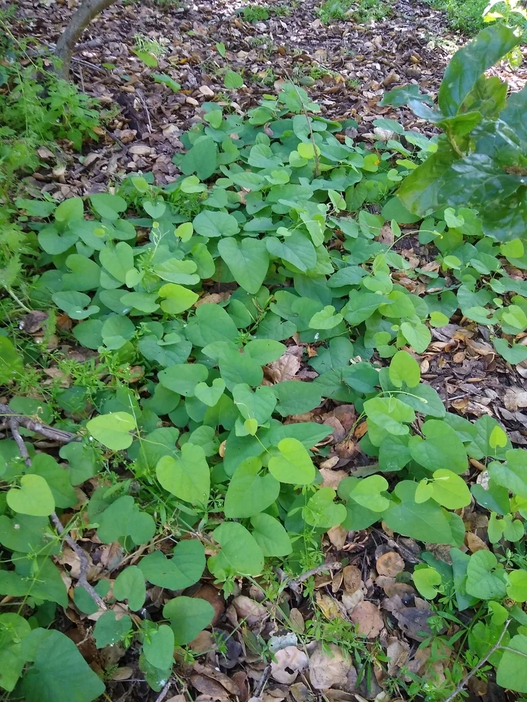 Aristolochia Californica