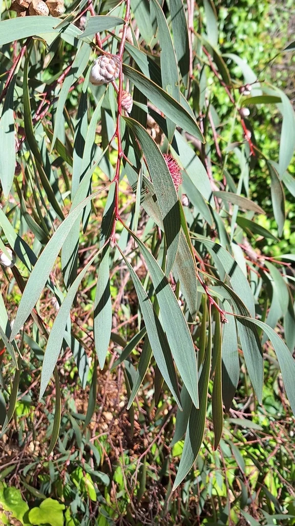 Hakea Laurina