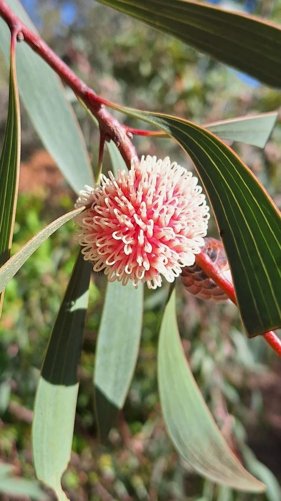 Hakea Laurina