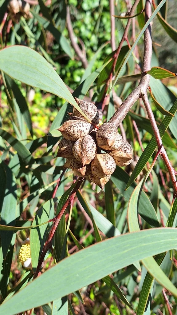 Hakea Laurina