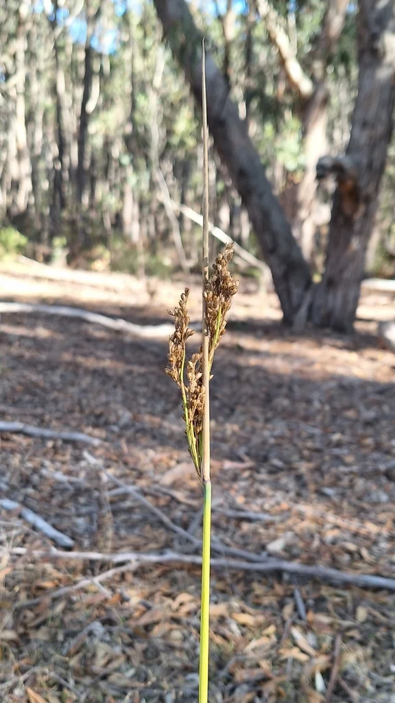 Juncus Pallidus