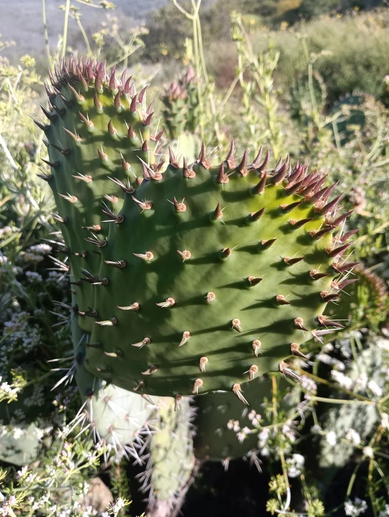 Opuntia littoralis