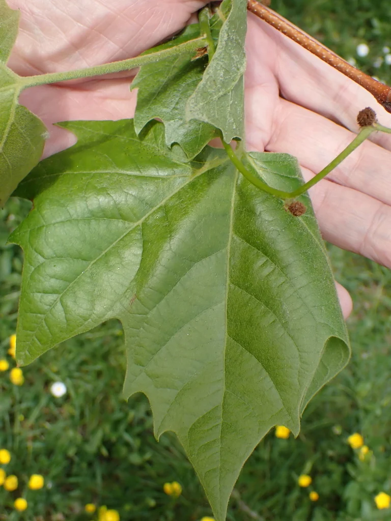 Platanus X Hispanica