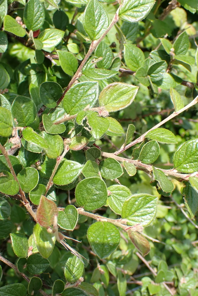 Cotoneaster Franchetii
