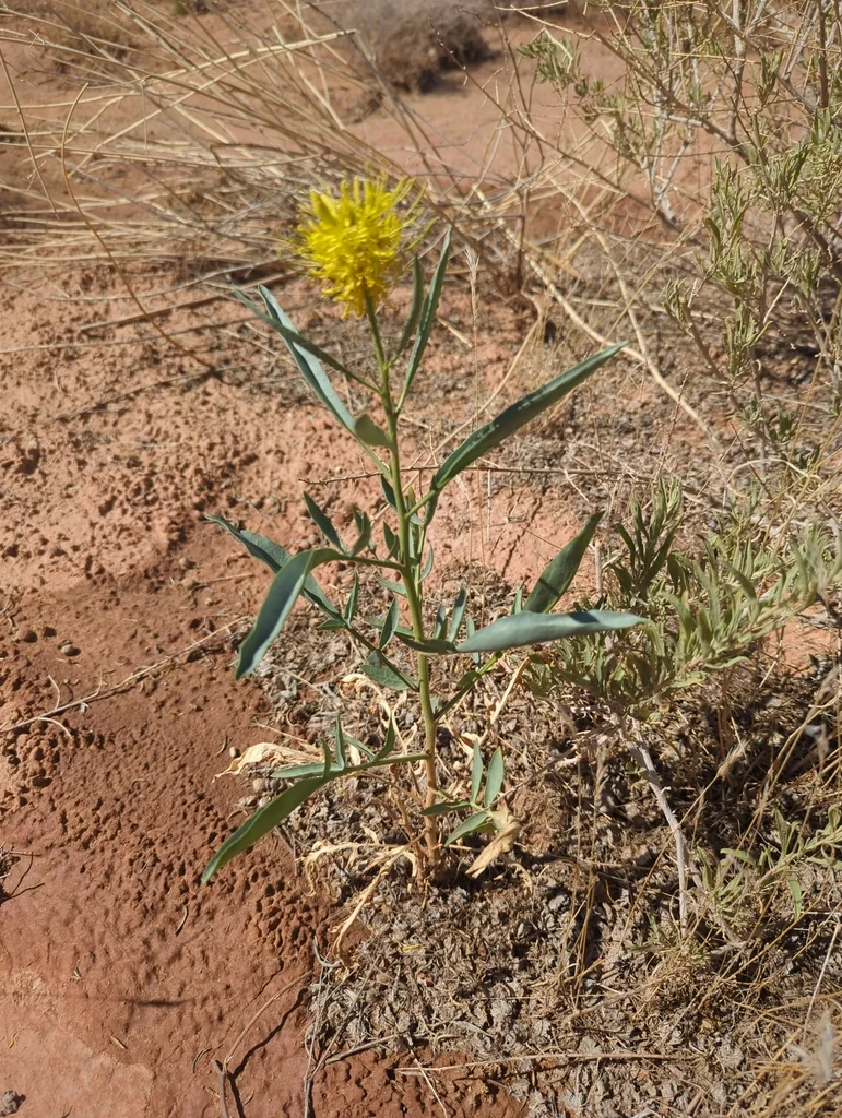 Stanleya Pinnata