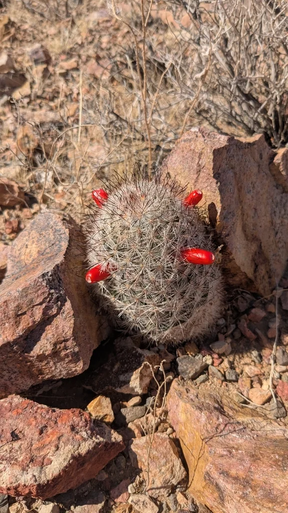 Mammillaria Tetrancistra