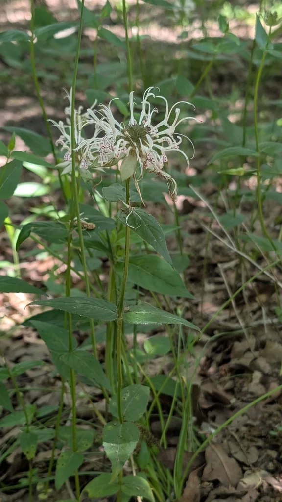 Monarda Bradburiana