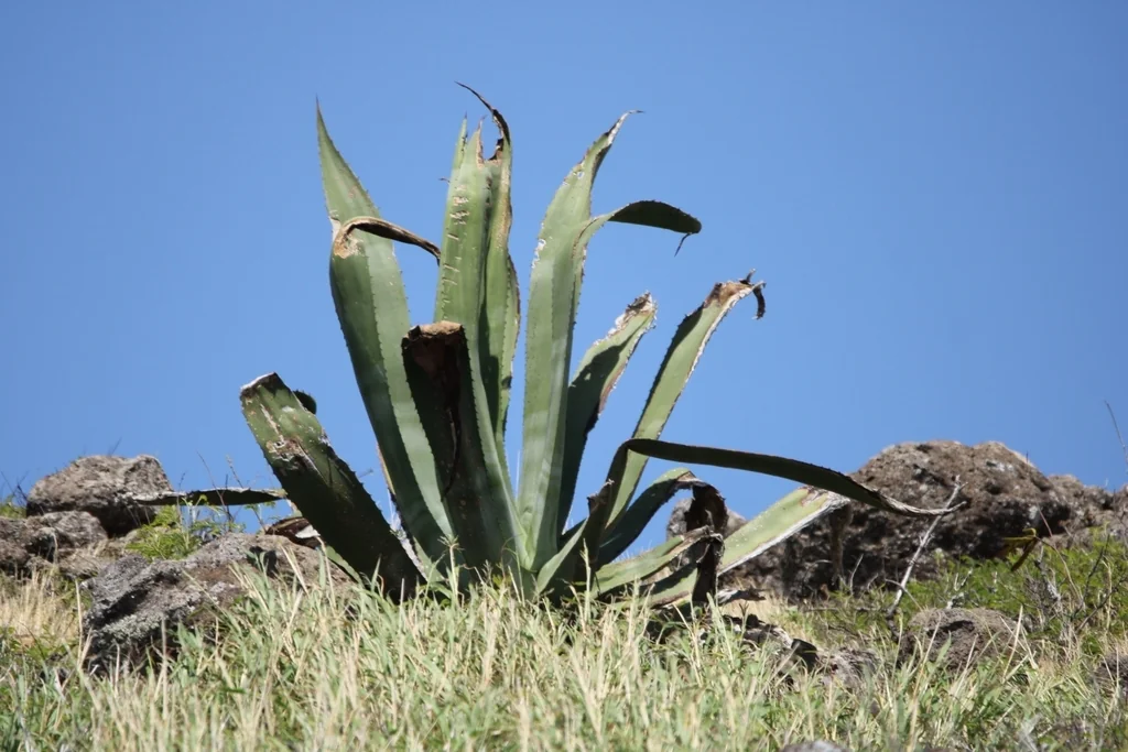 Agave Sisalana