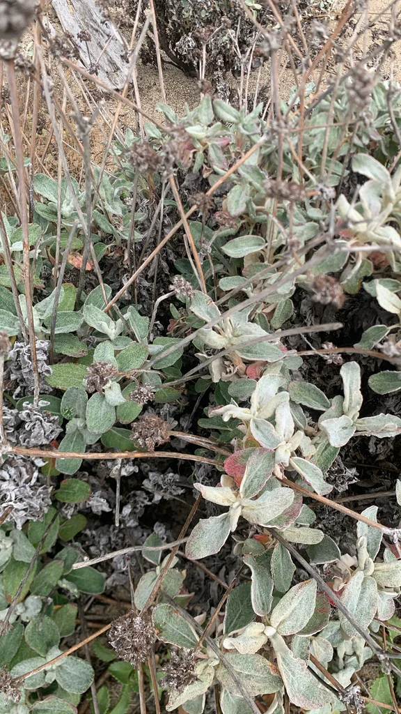 Eriogonum latifolium