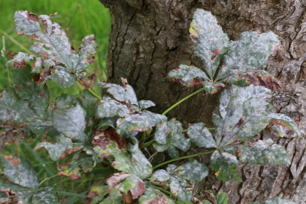 Aesculus X Carnea
