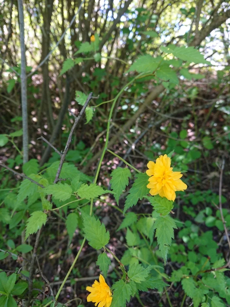 Kerria Japonica