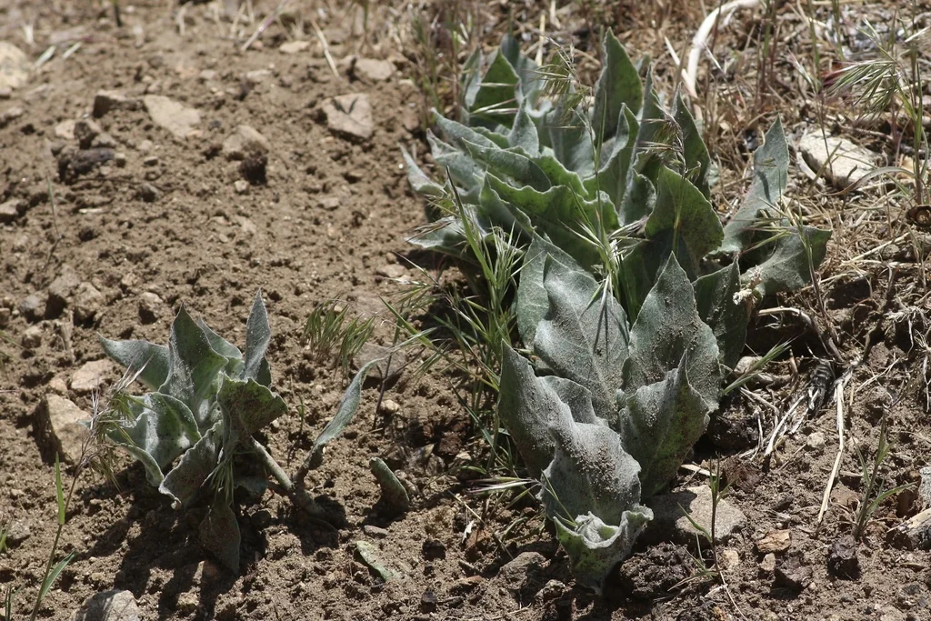 Asclepias Californica