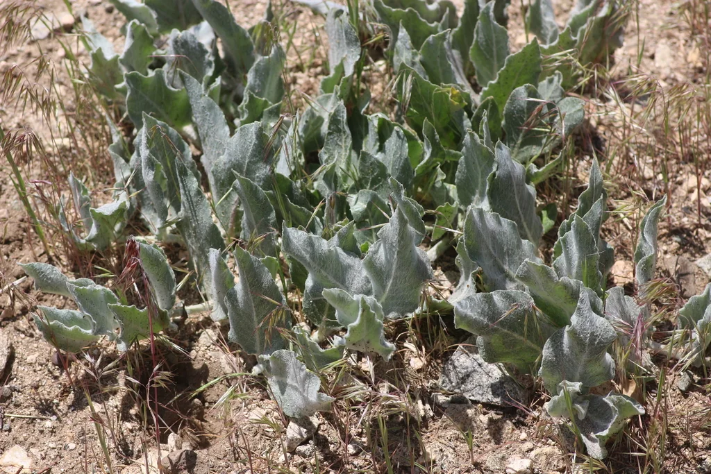 Asclepias Californica