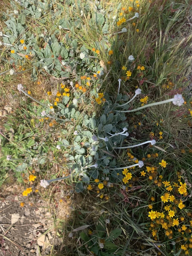 Eriogonum latifolium