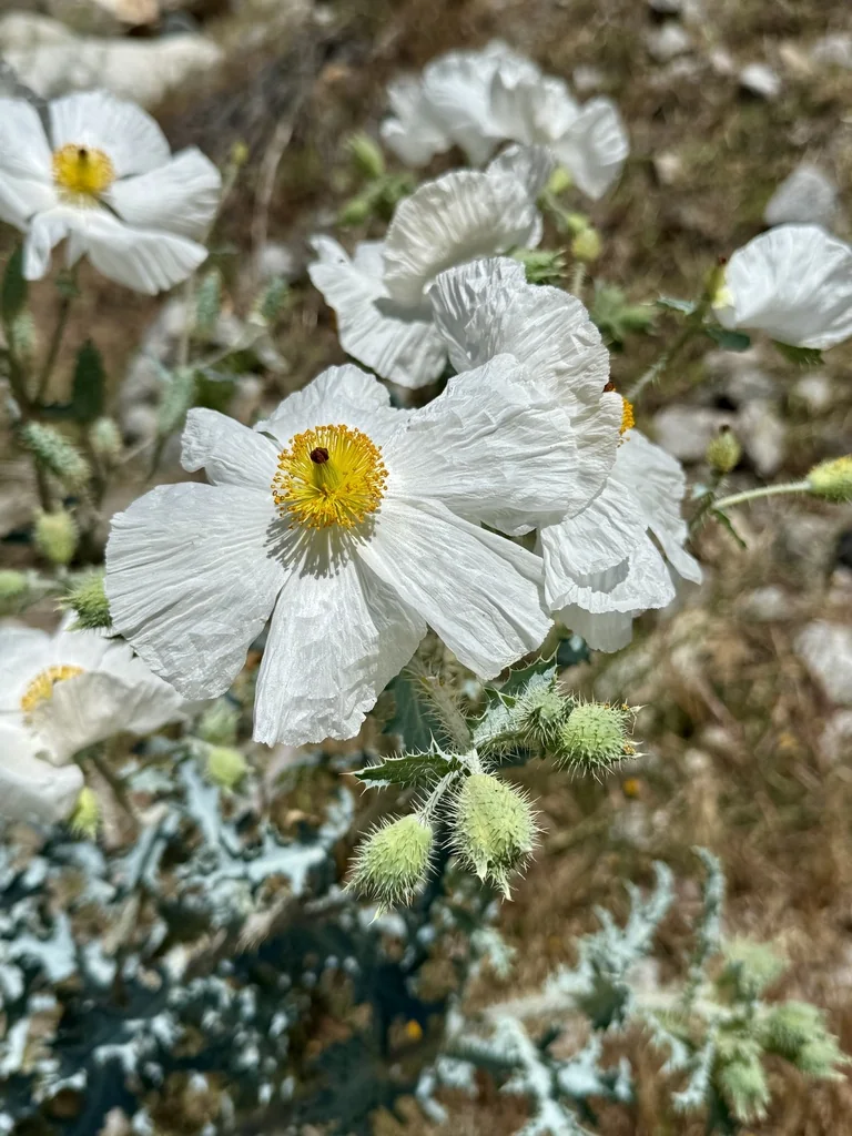 Argemone Munita