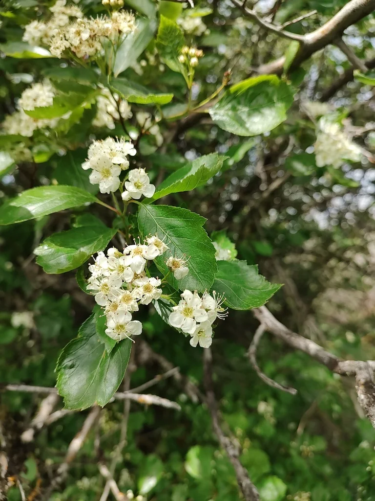 Crataegus Douglasii
