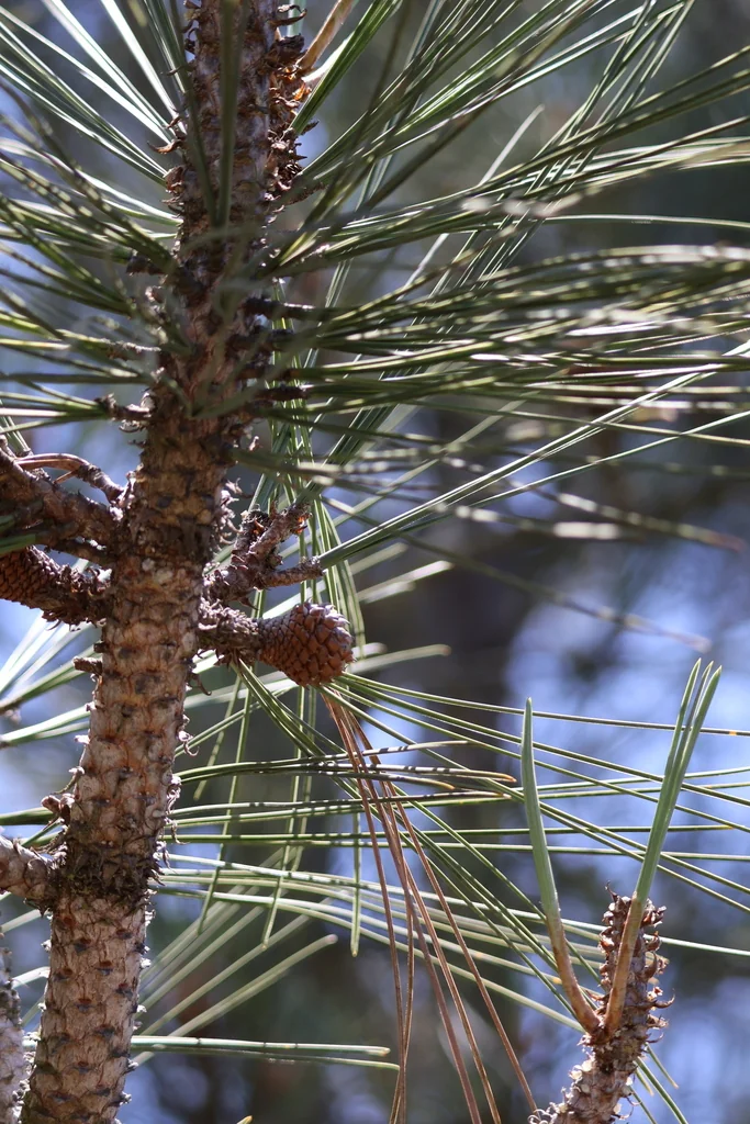 Pinus Torreyana