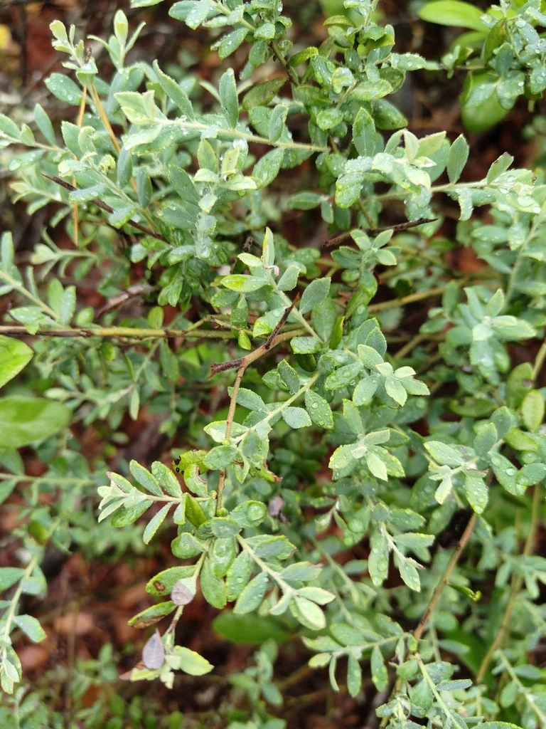 Vaccinium Darrowii
