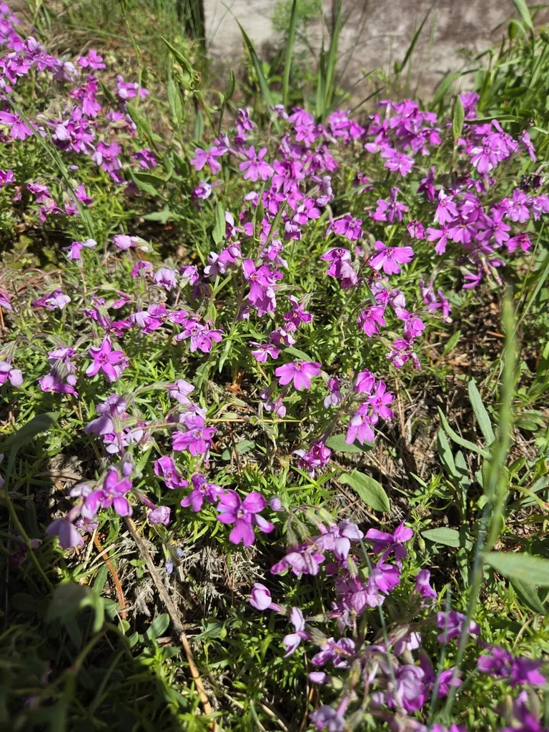 Phlox Subulata