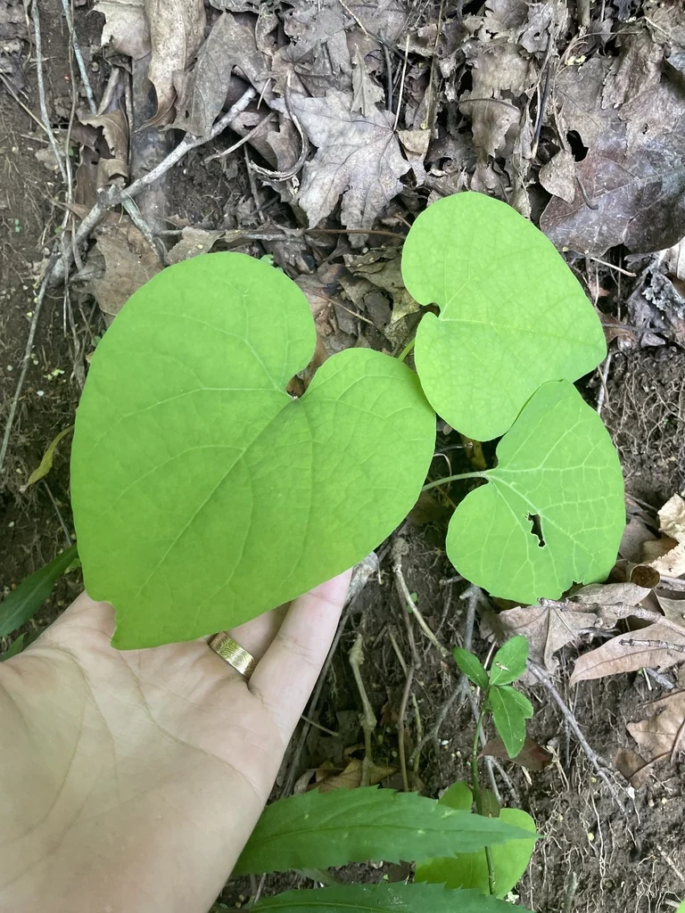 Aristolochia Durior