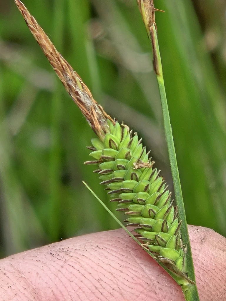 Carex Stricta