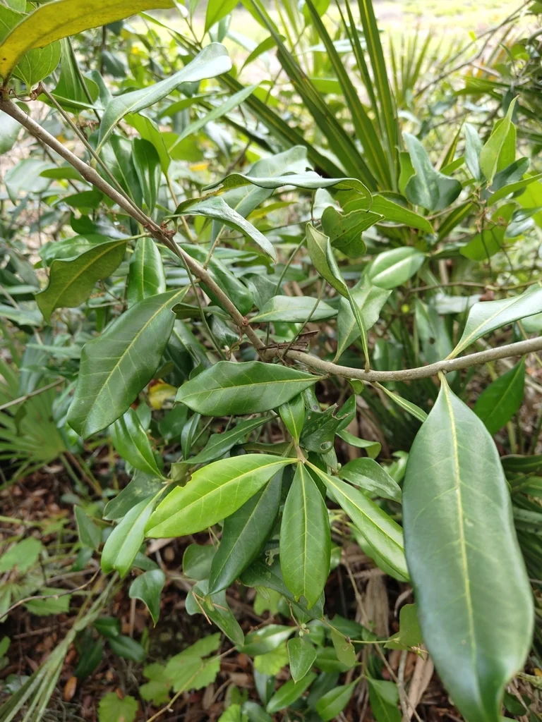 Osmanthus Americanus