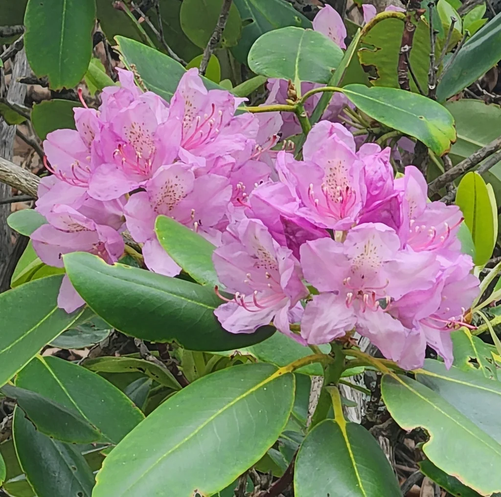 Rhododendron Catawbiense