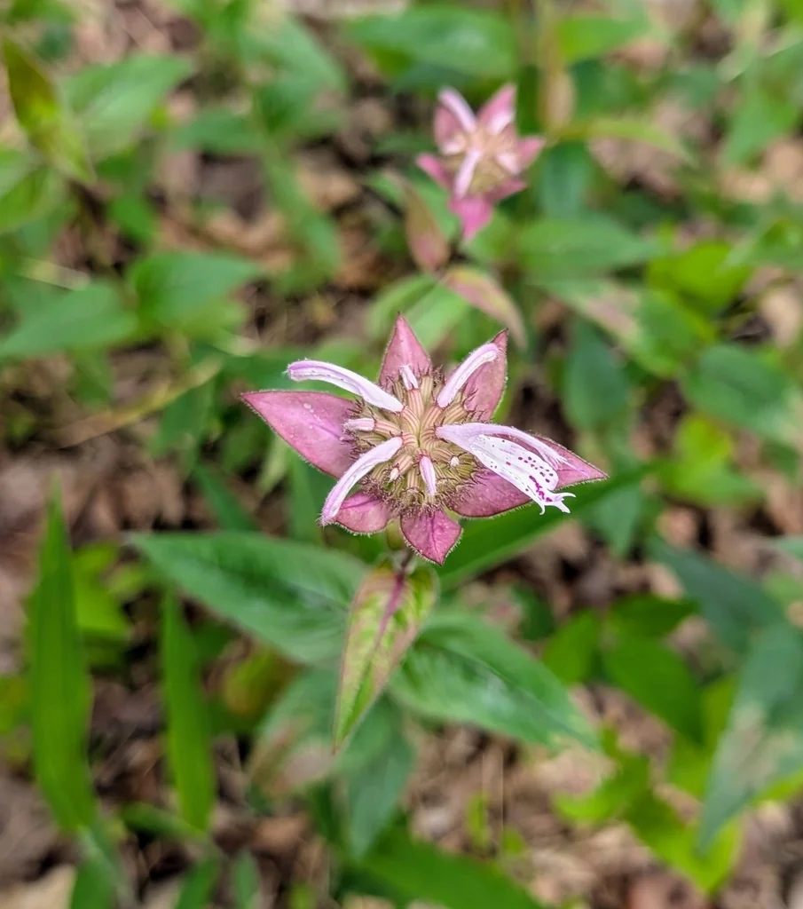 Monarda Bradburiana