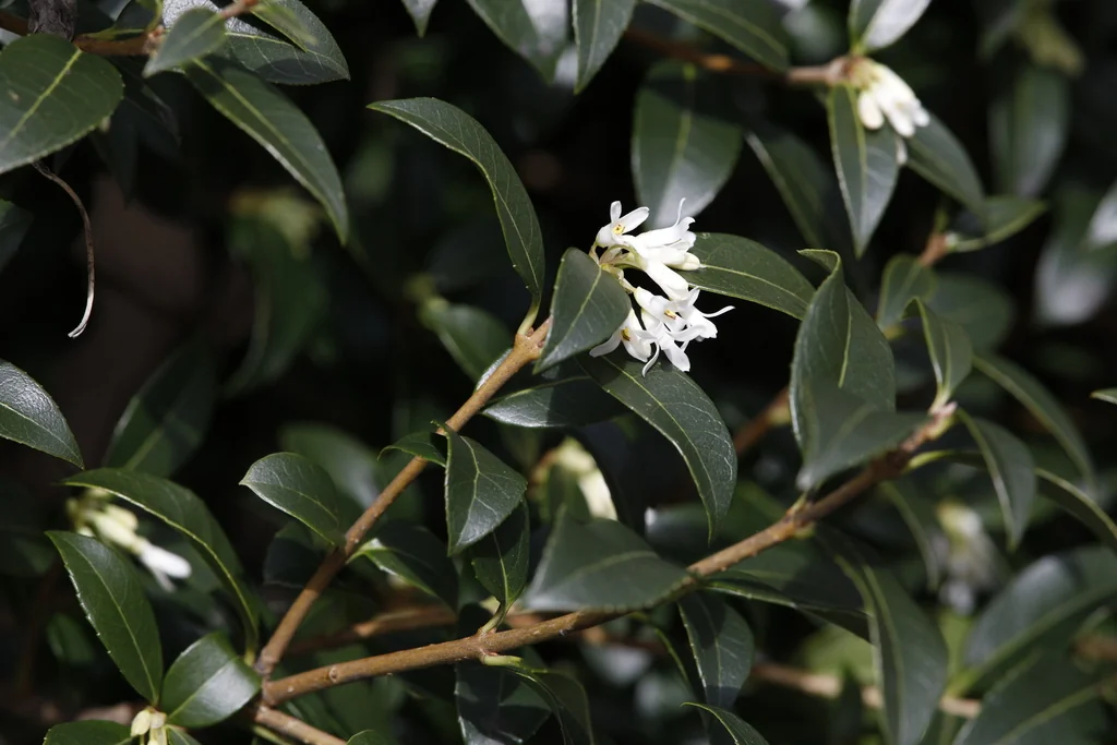 Osmanthus X Burkwoodii