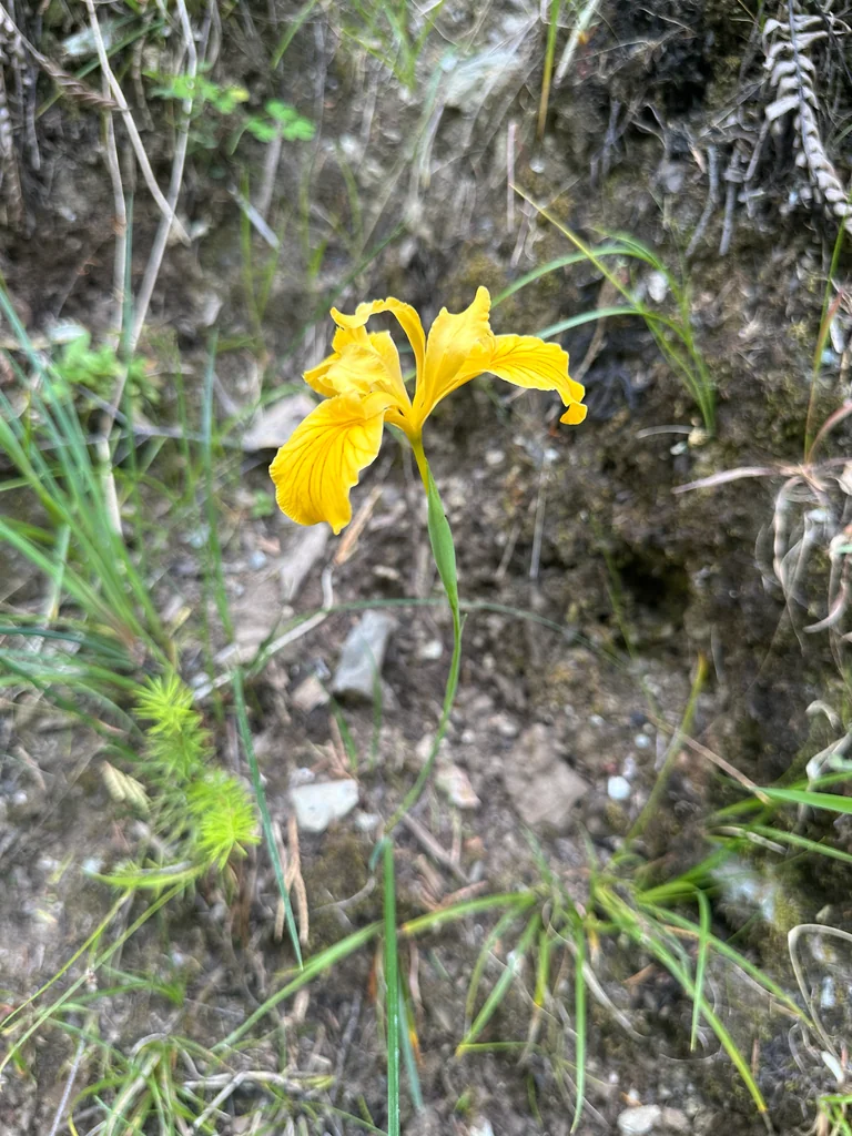 Iris Innominata