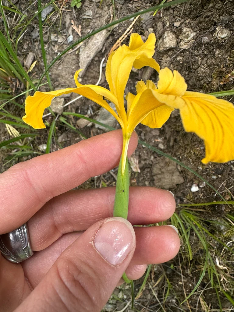 Iris Innominata