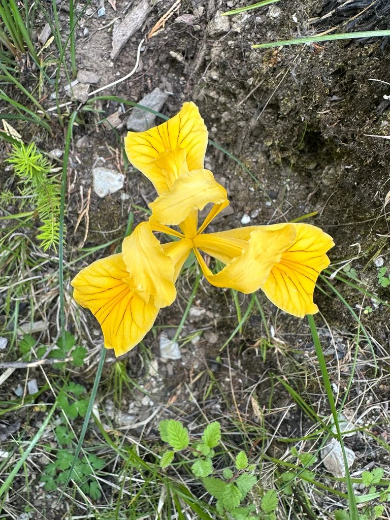 Iris Innominata