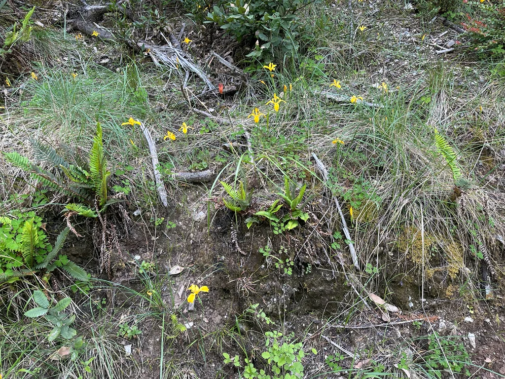 Iris Innominata