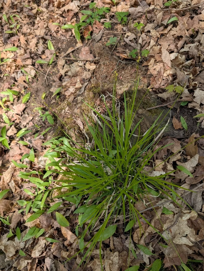 Carex Pensylvanica