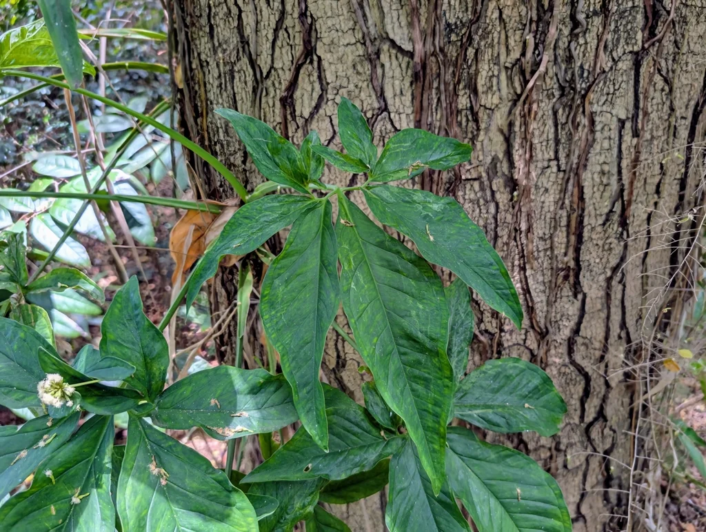 Syngonium podophyllum