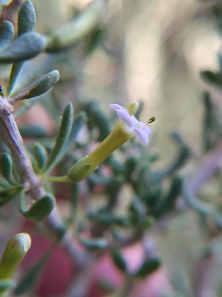 Lycium Andersonii
