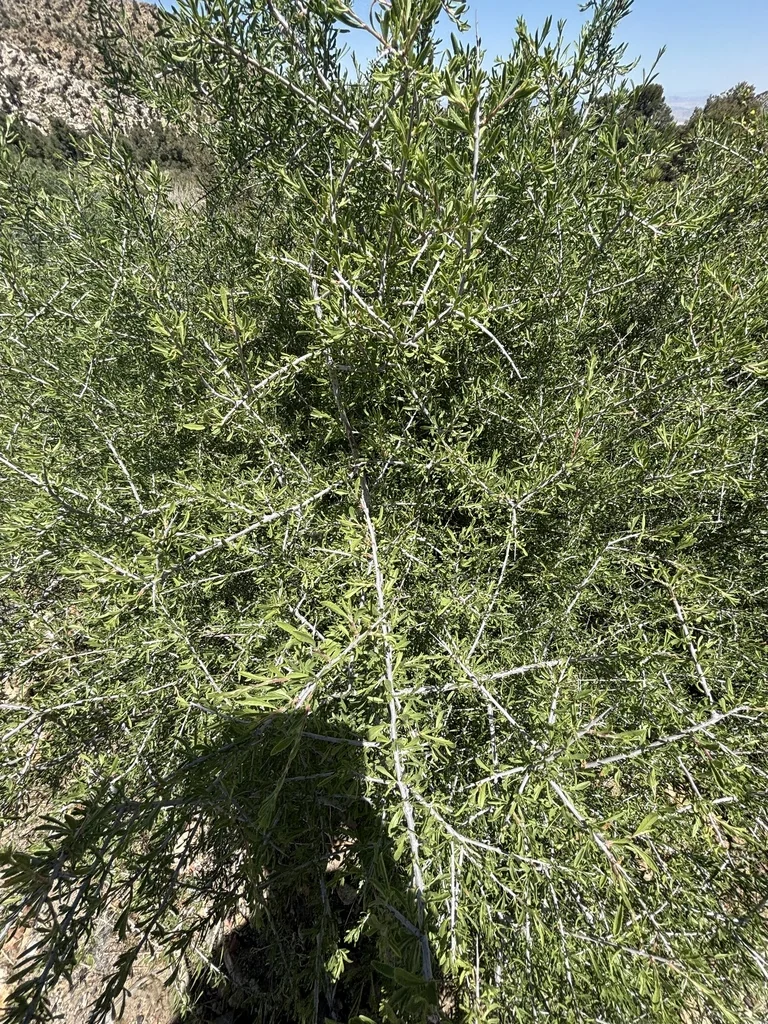 Prunus Fasciculata