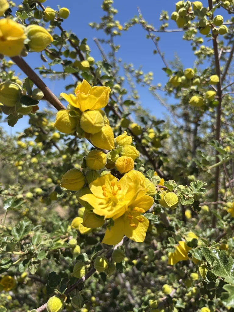 Fremontodendron Californicum