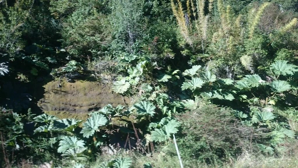 Gunnera Tinctoria