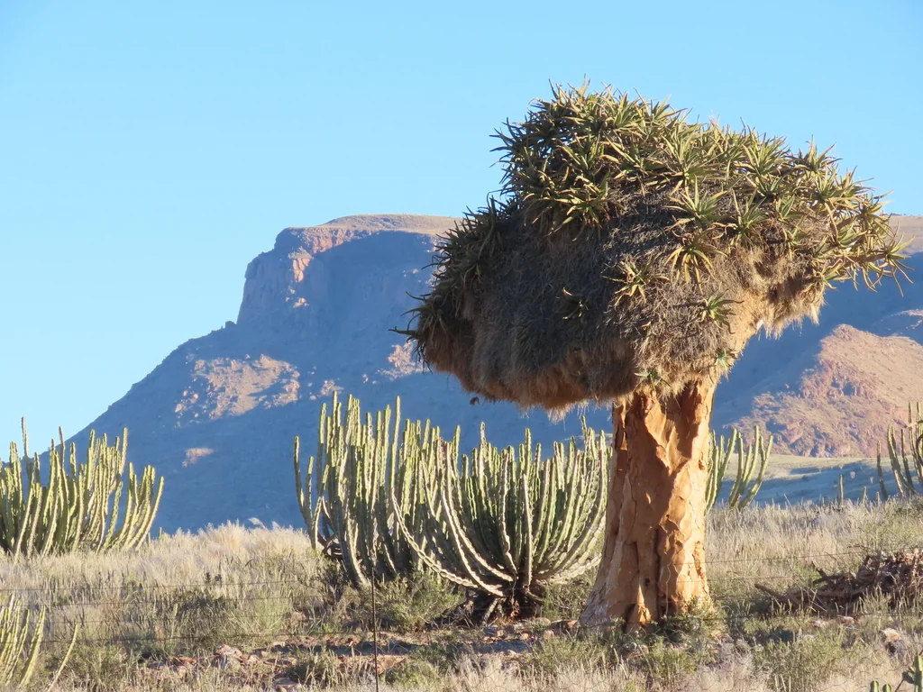 Aloe Dichotoma