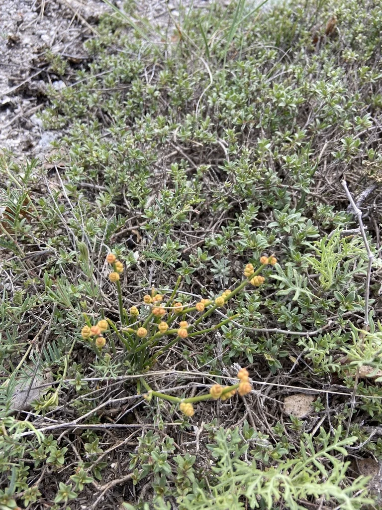 Ephedra Distachya