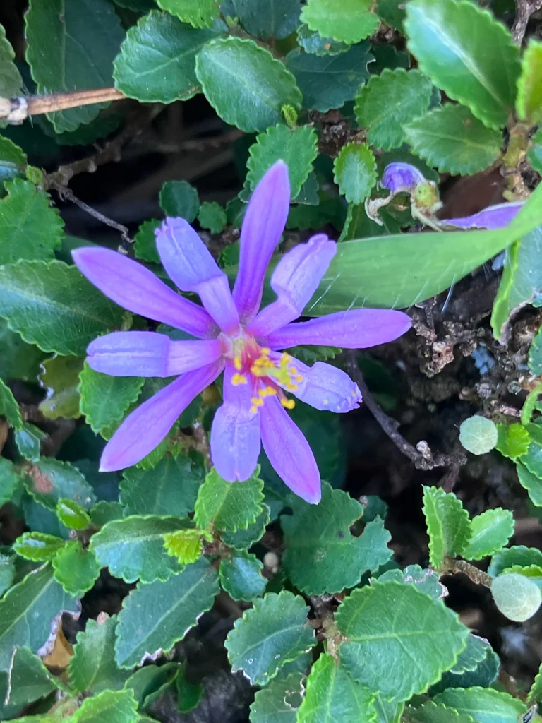 Grewia Occidentalis