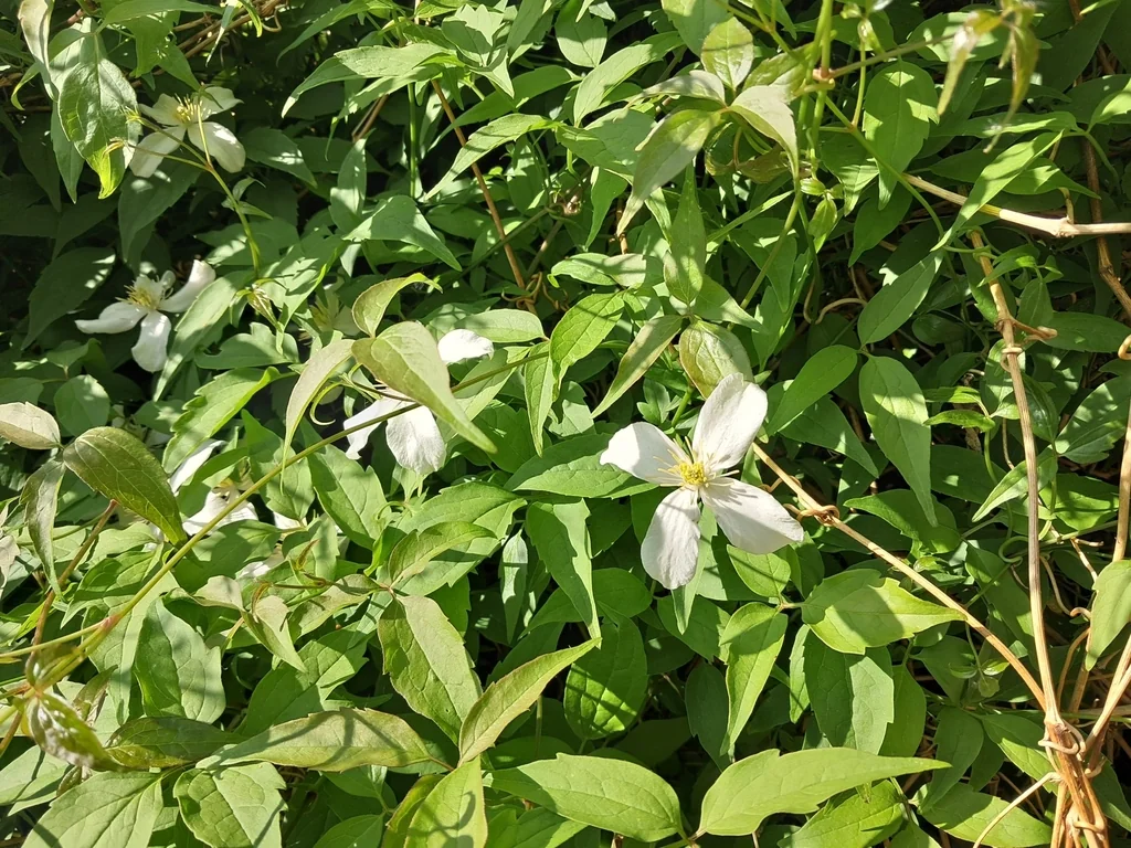Clematis Montana