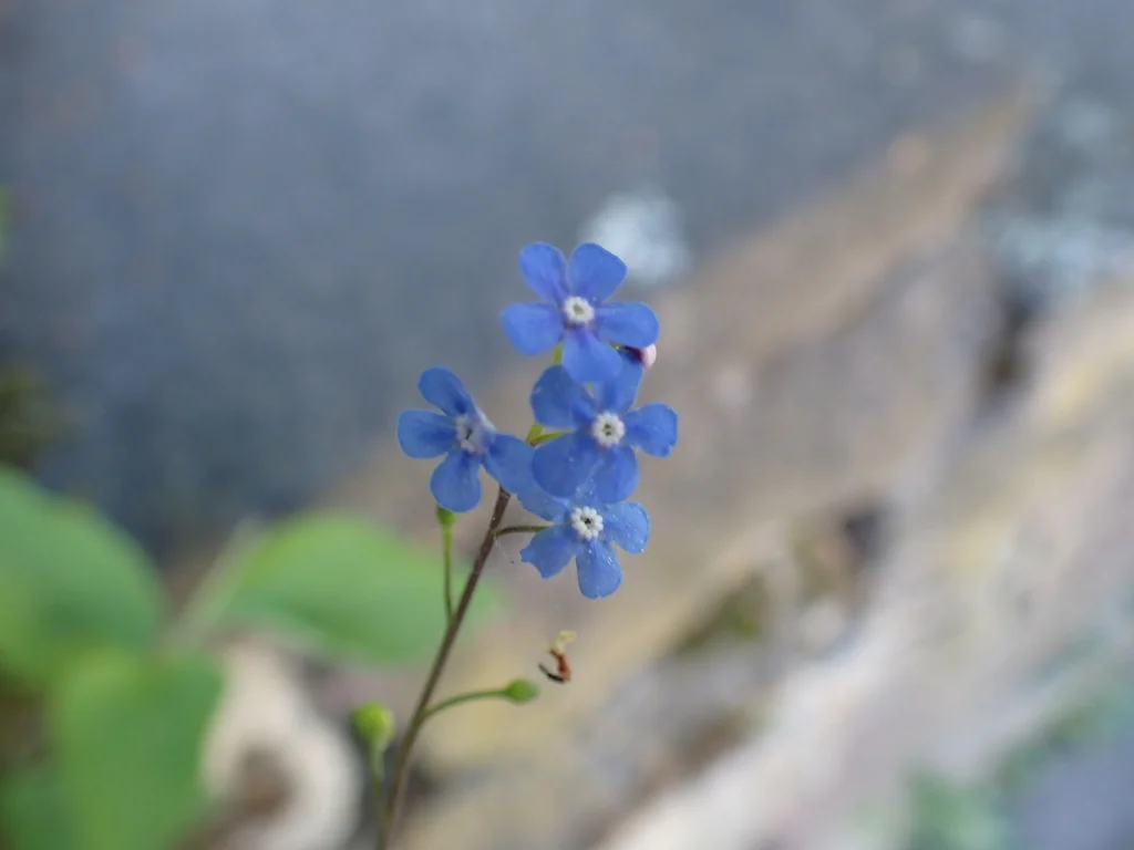 Brunnera macrophylla
