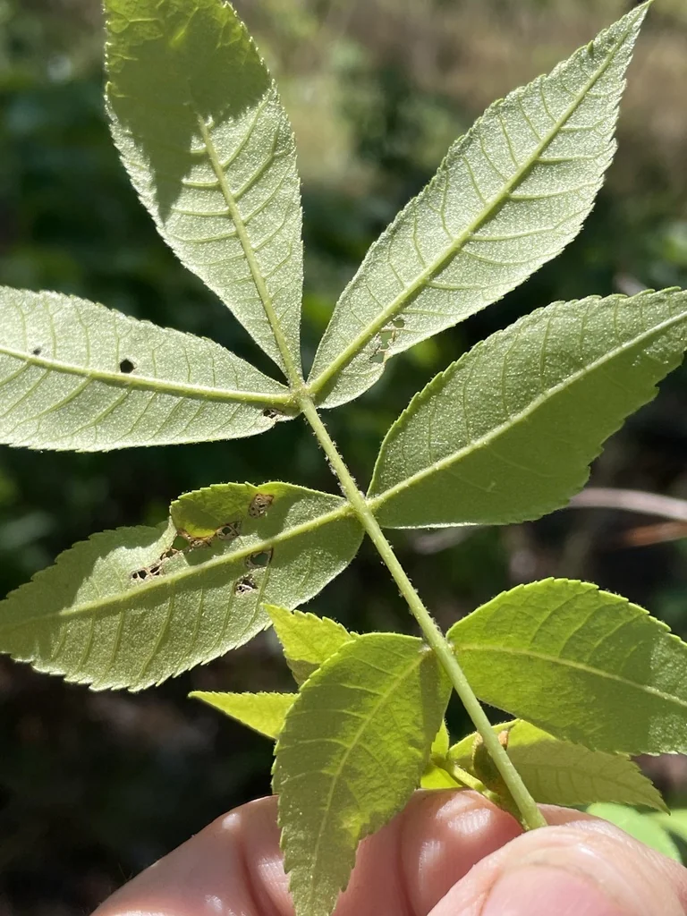 Carya Pallida