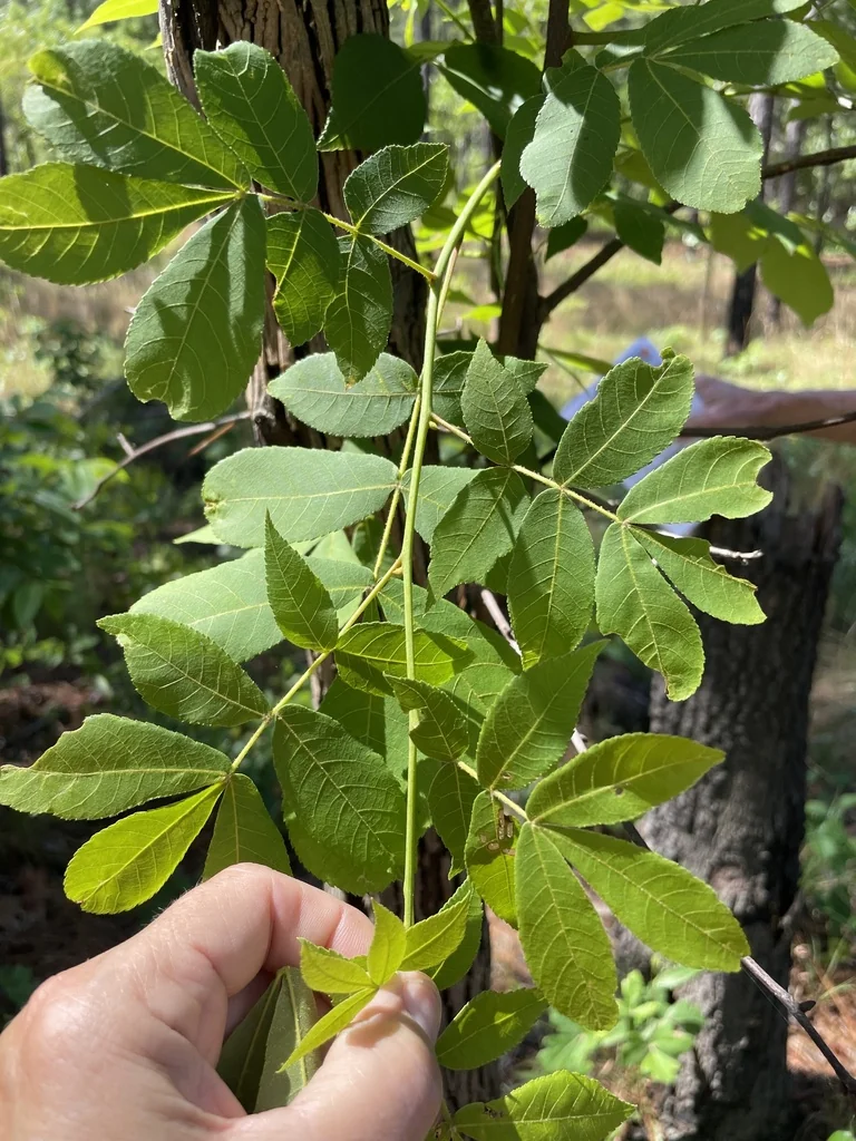 Carya Pallida